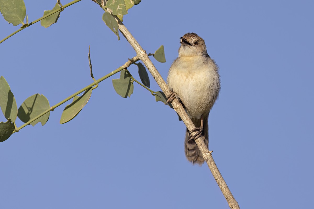 Winding Cisticola - Marco Valentini