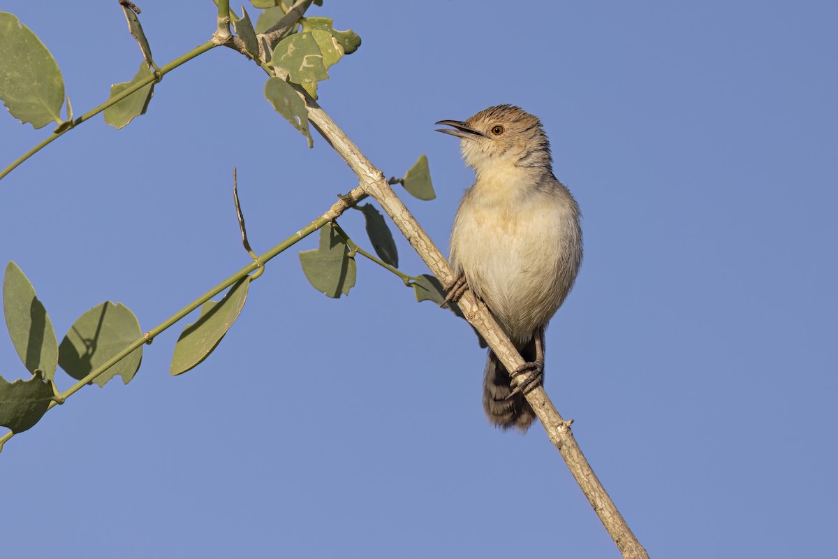 Winding Cisticola - ML616886412