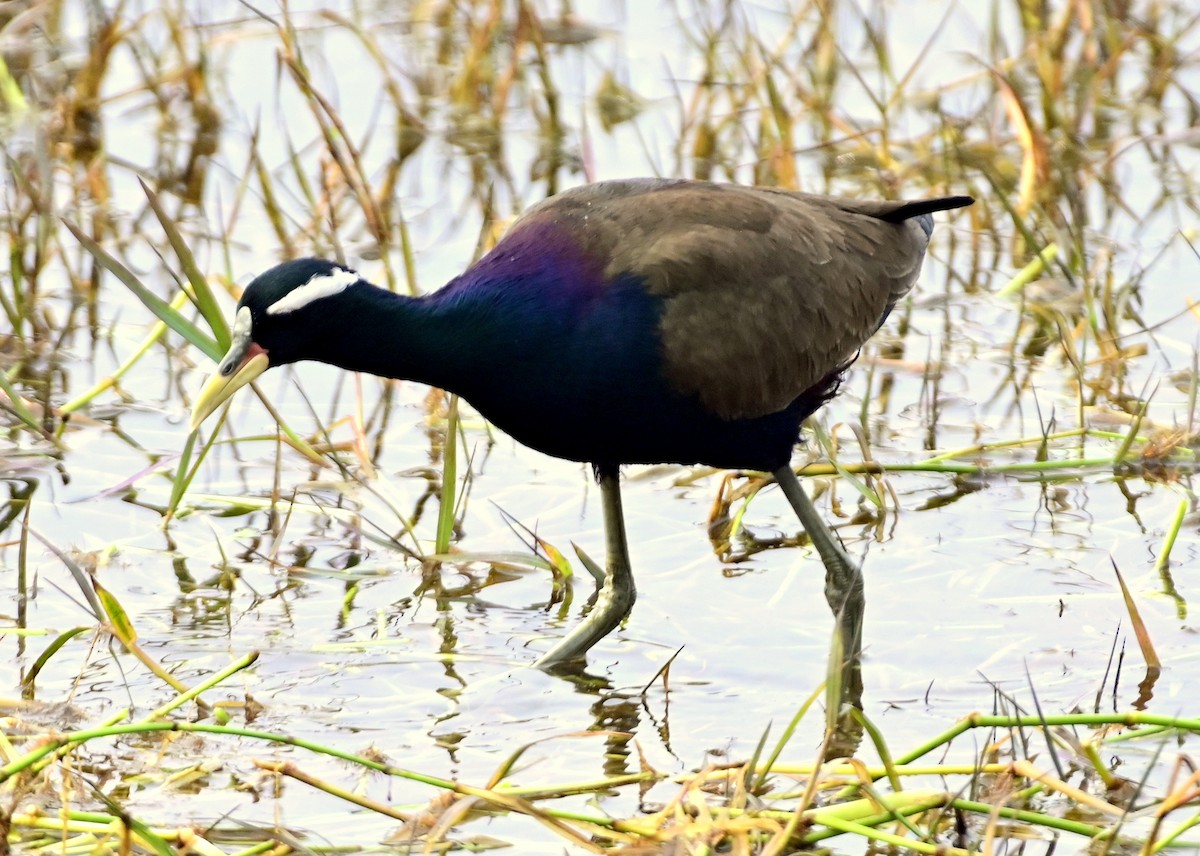 Bronze-winged Jacana - ML616886426