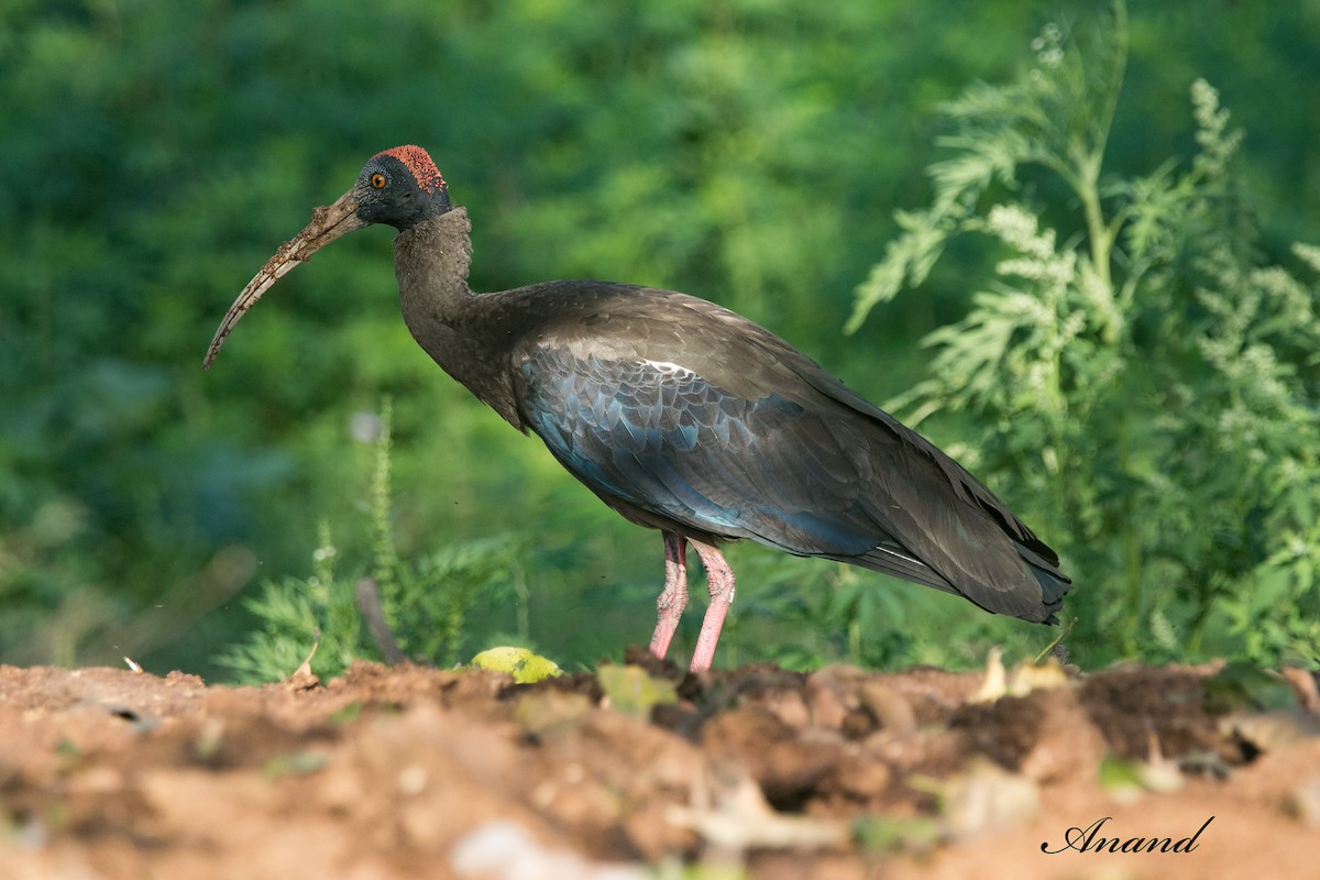 Red-naped Ibis - ML616886430