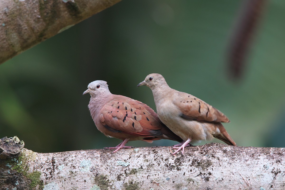 Ruddy Ground Dove - ML616886467