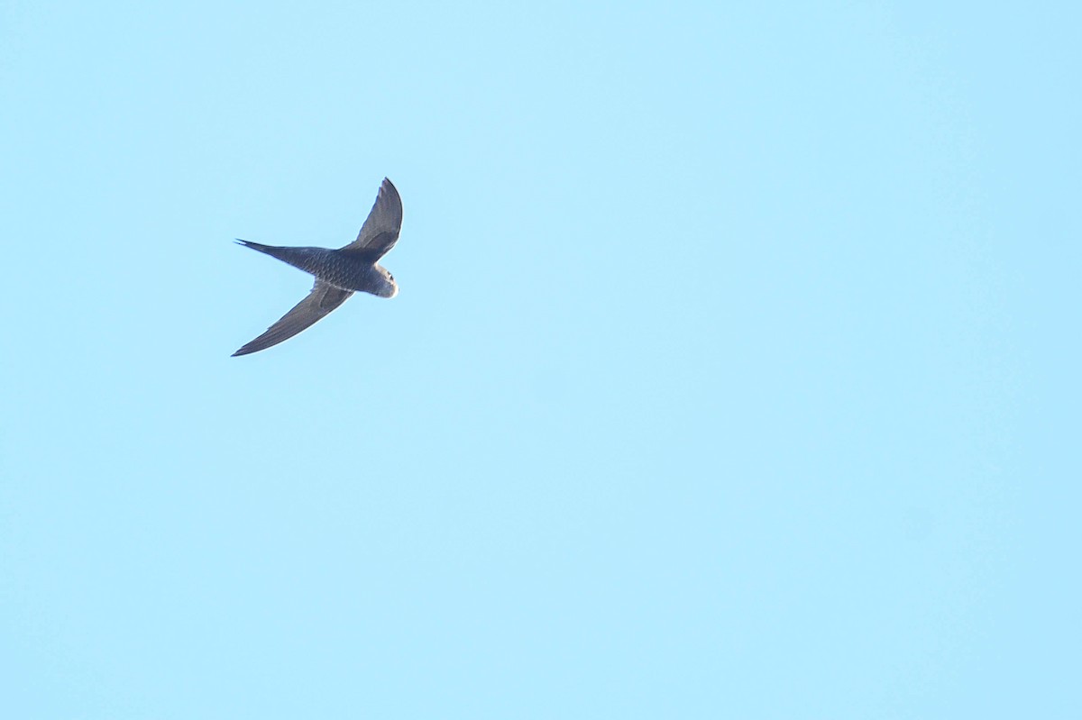 Mottled Swift - ML616886480