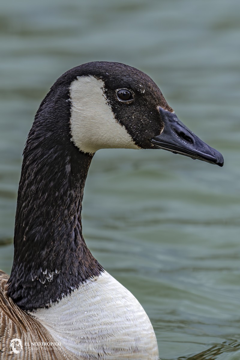 Canada Goose - Daniel Pineda Vera