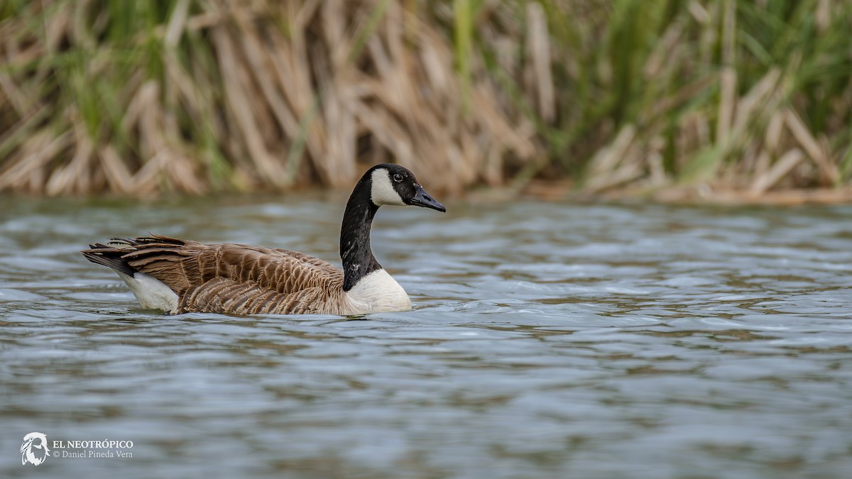 Canada Goose - ML616886487