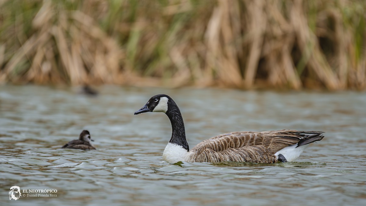 Canada Goose - ML616886488