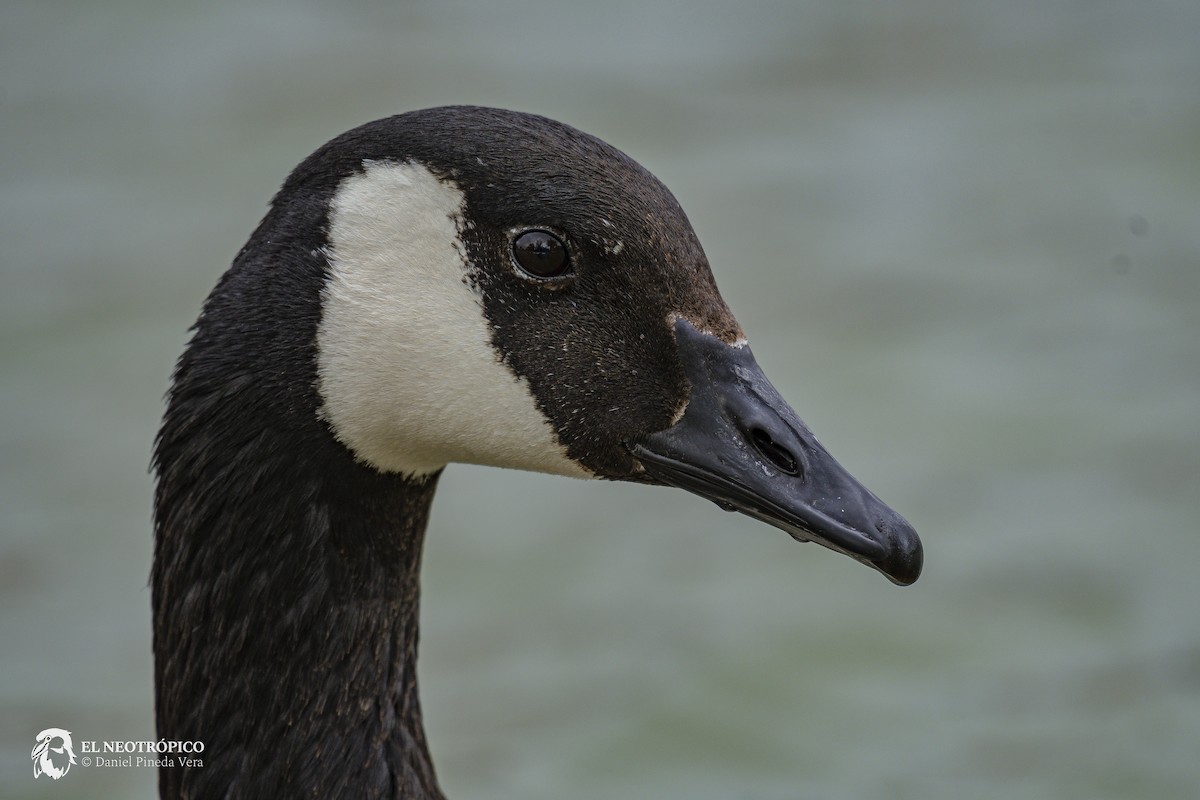 Canada Goose - ML616886489