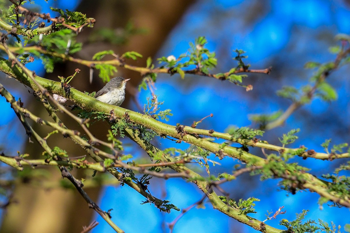 Buff-bellied Warbler - ML616886494