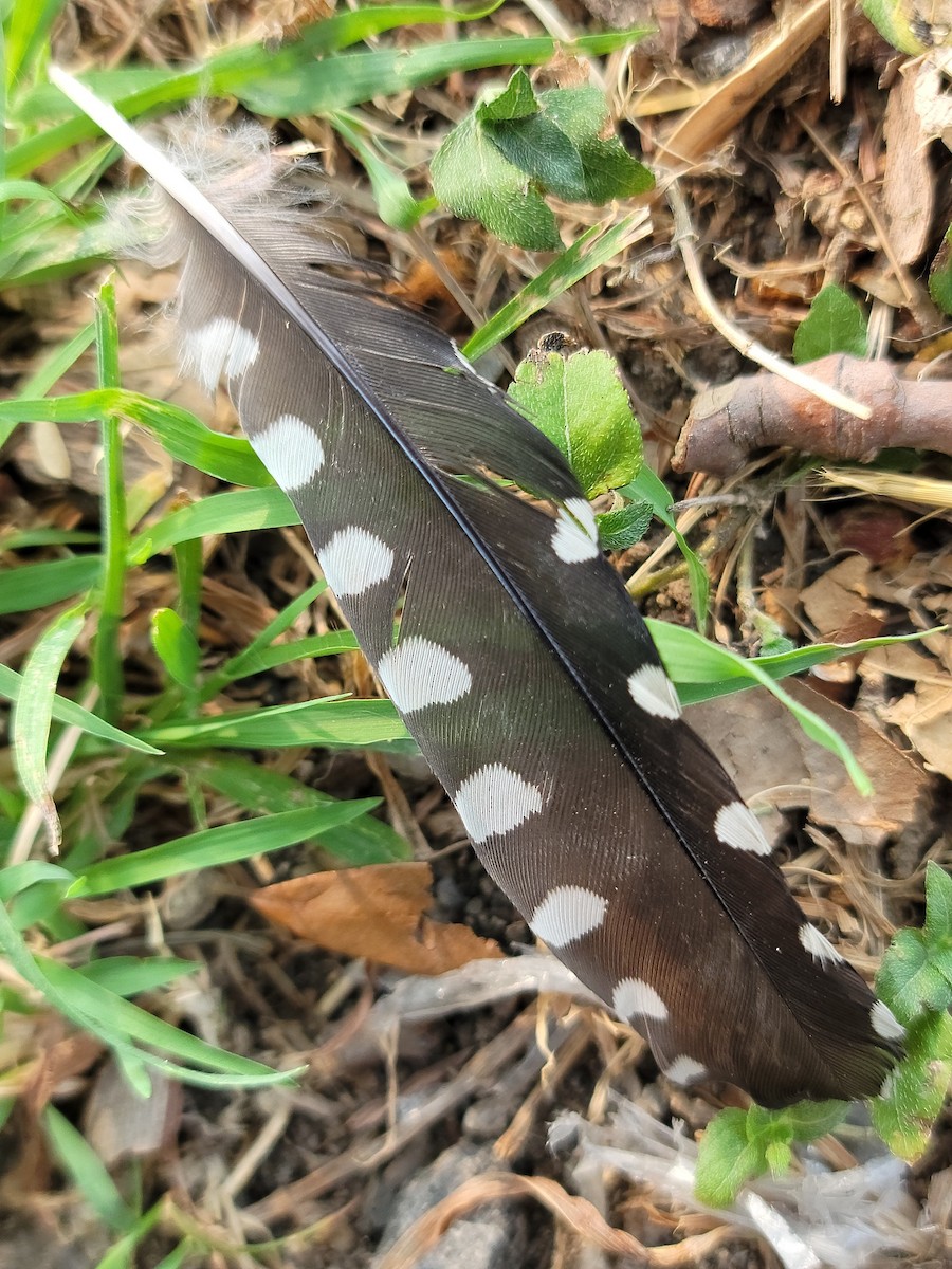 Ladder-backed Woodpecker - ML616886539