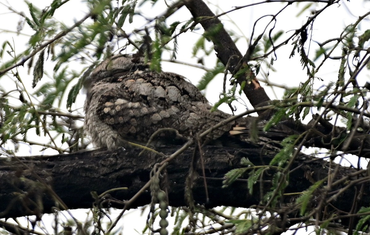 Jungle Nightjar - DEBASISH CHATTEERJEE