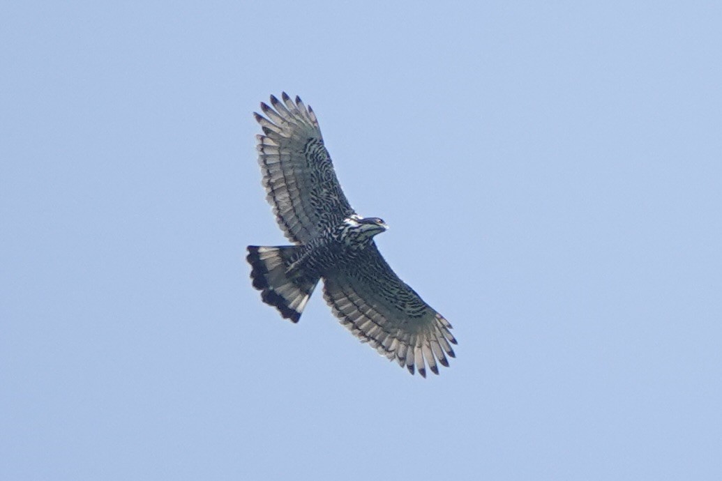Blyth's Hawk-Eagle - ML616886558