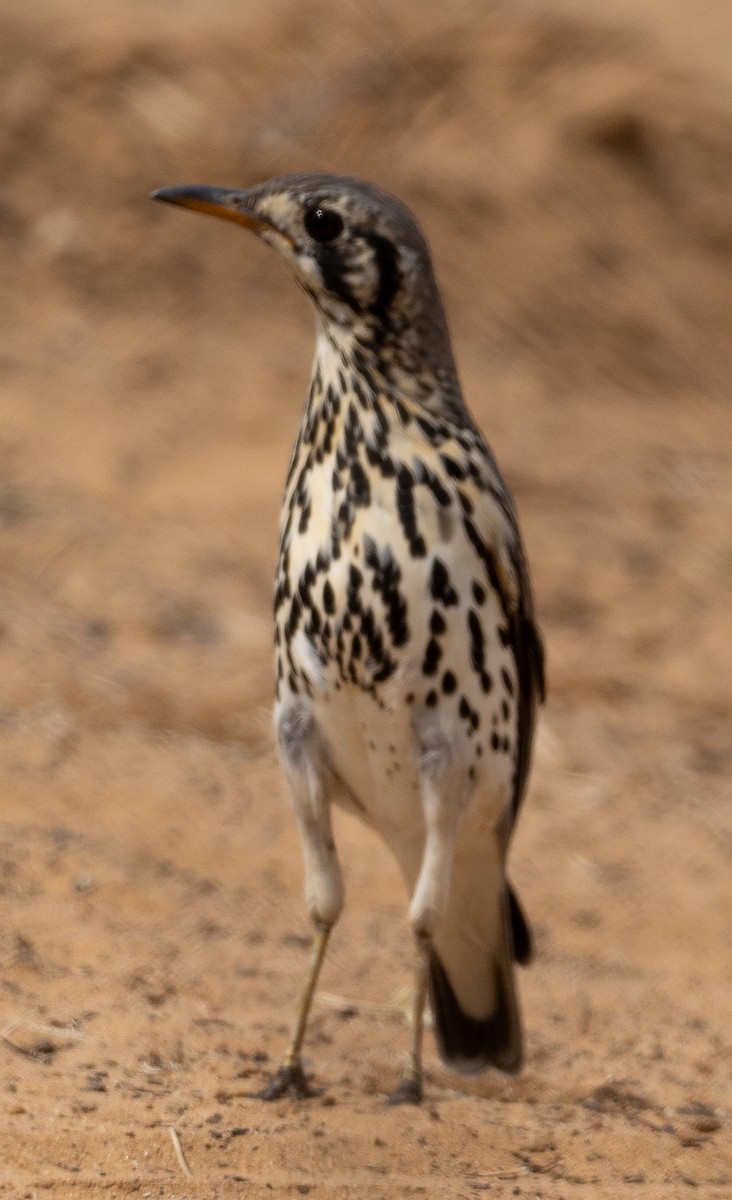 Groundscraper Thrush - ML616886608