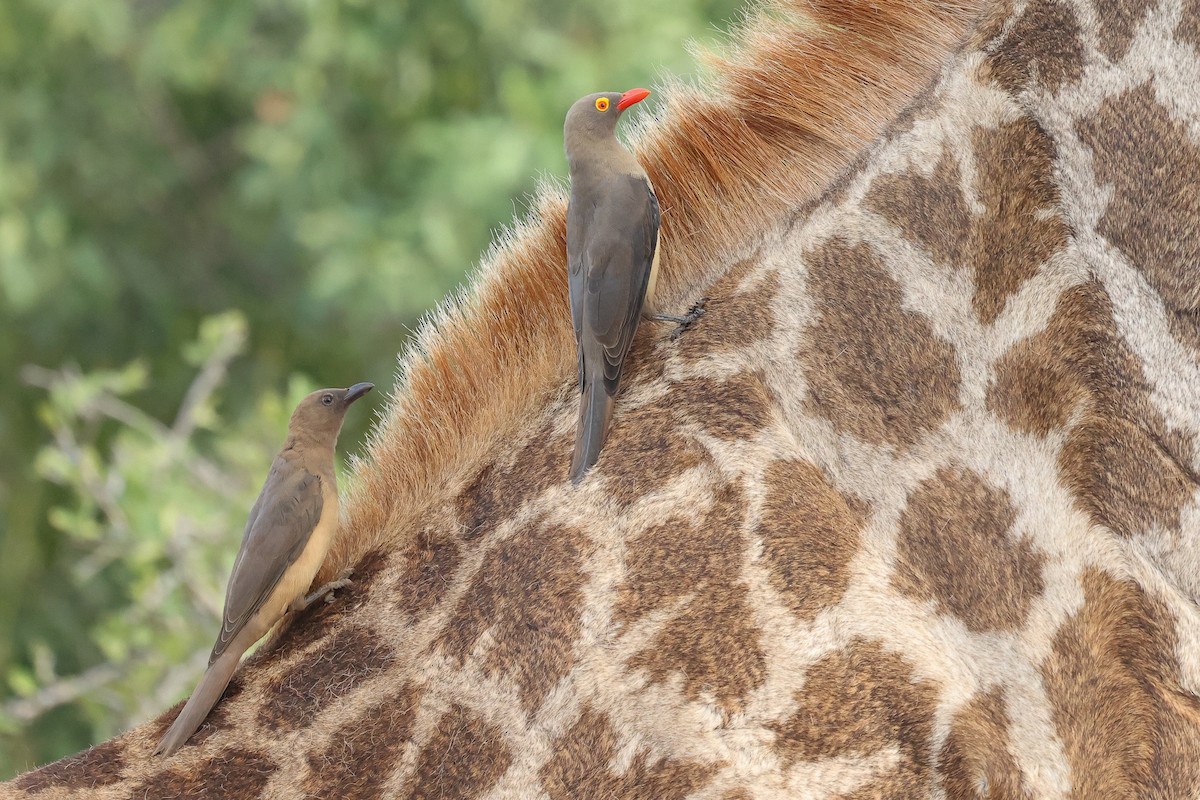 Red-billed Oxpecker - ML616886615