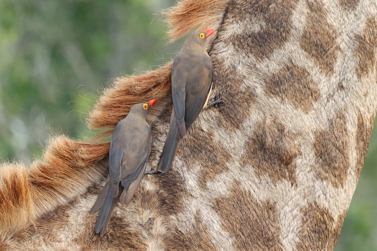 Red-billed Oxpecker - ML616886616