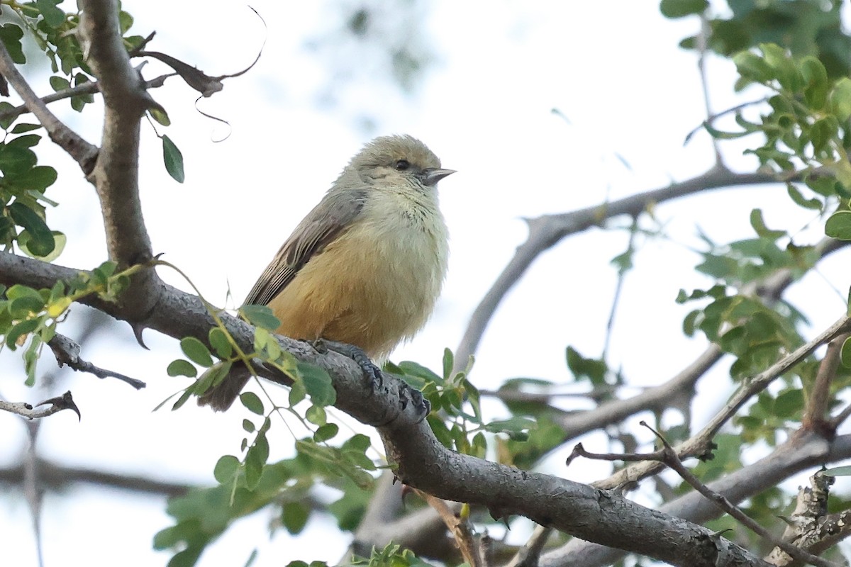 African Penduline-Tit - Daniel Engelbrecht - Birding Ecotours