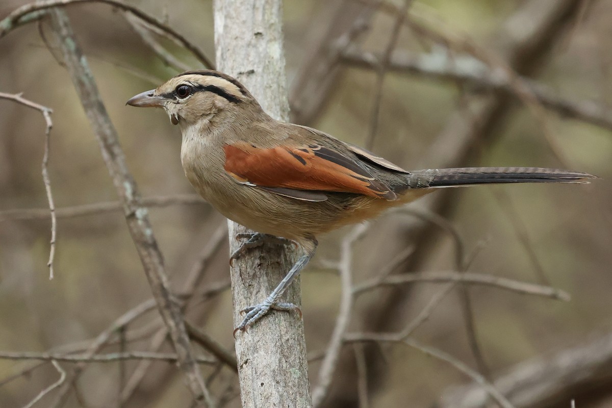 Brown-crowned Tchagra - ML616886627