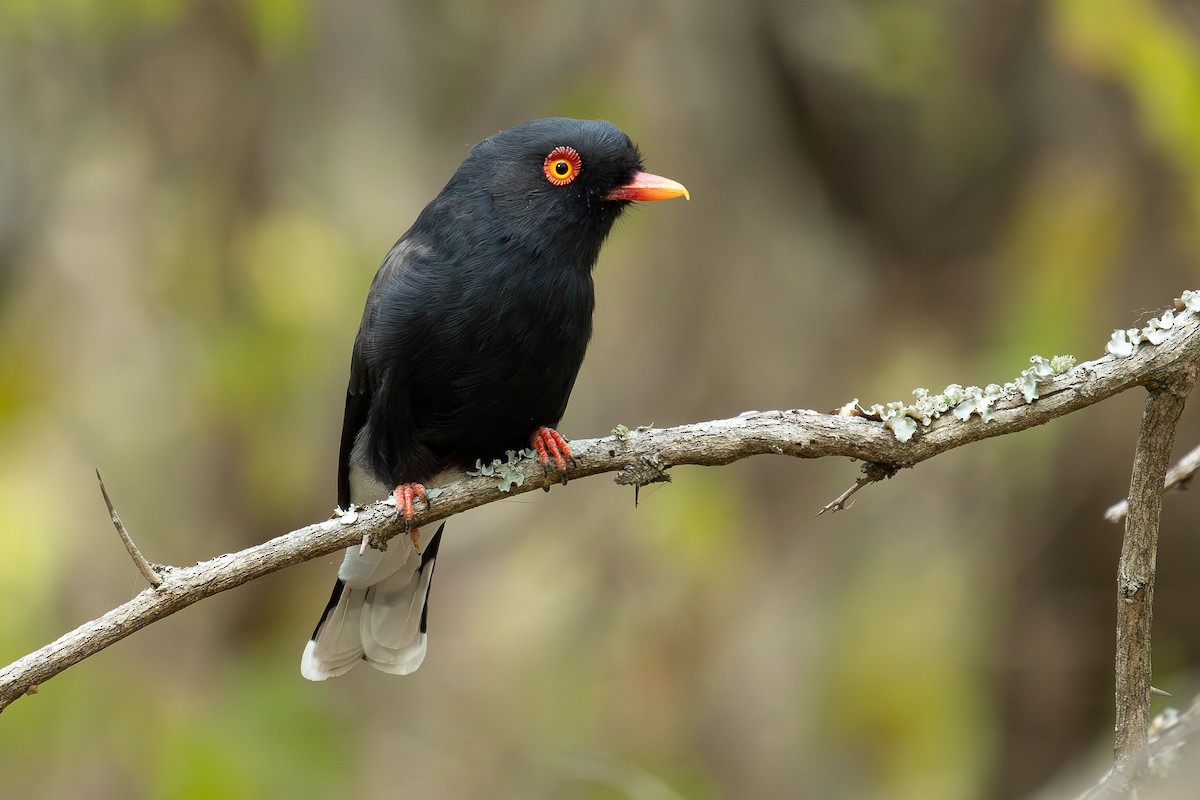 Retz's Helmetshrike - ML616886630