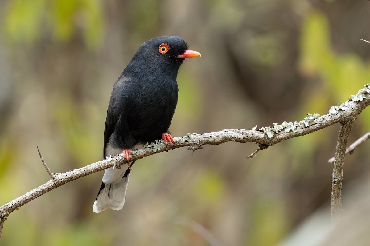 Retz's Helmetshrike - ML616886631