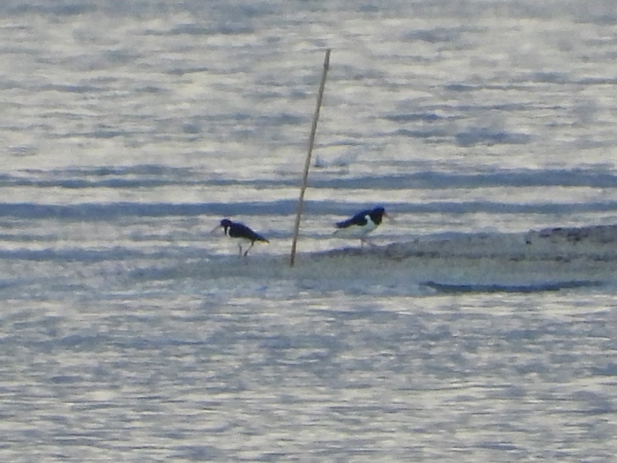 Eurasian Oystercatcher - ML616886634