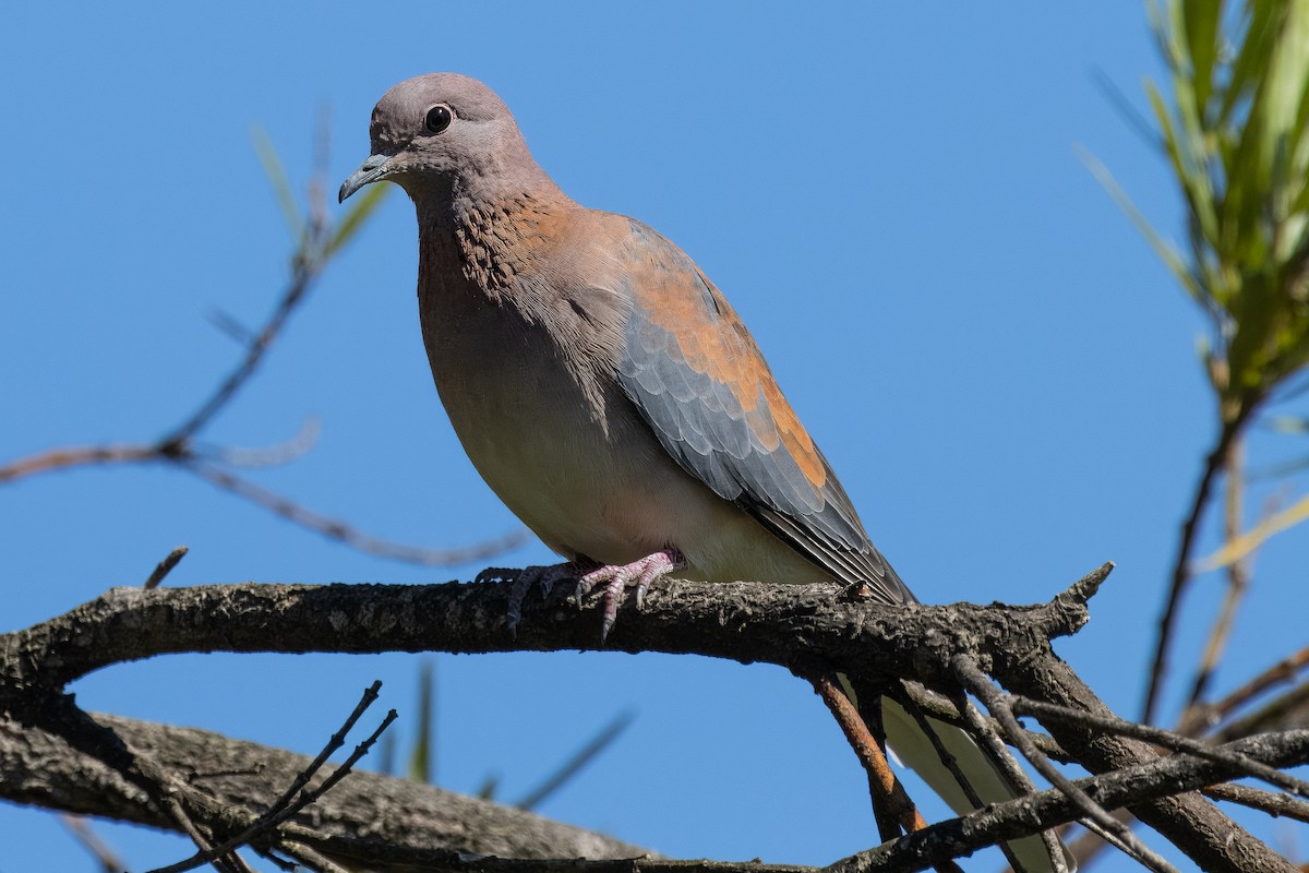 Laughing Dove - ML616886637