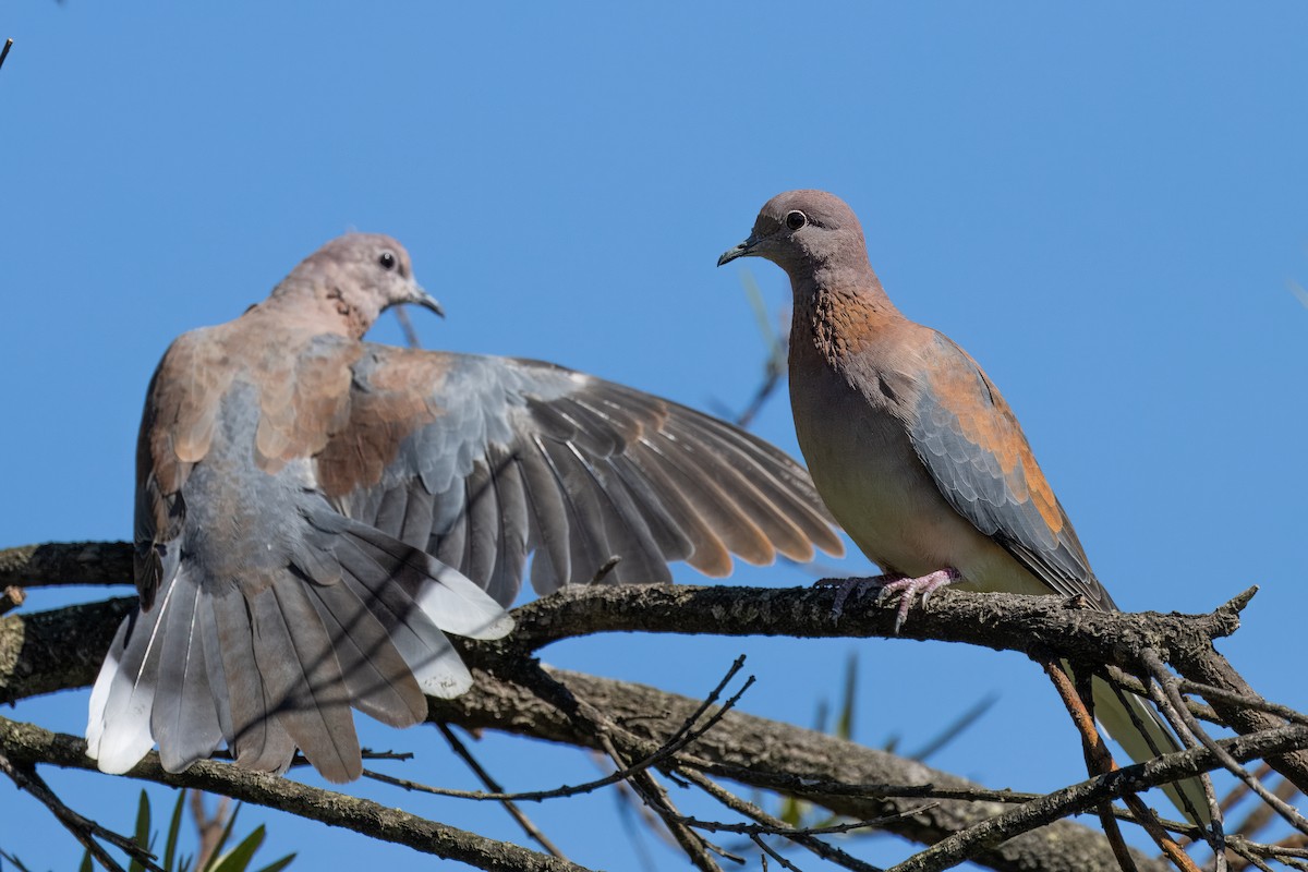 Laughing Dove - ML616886638