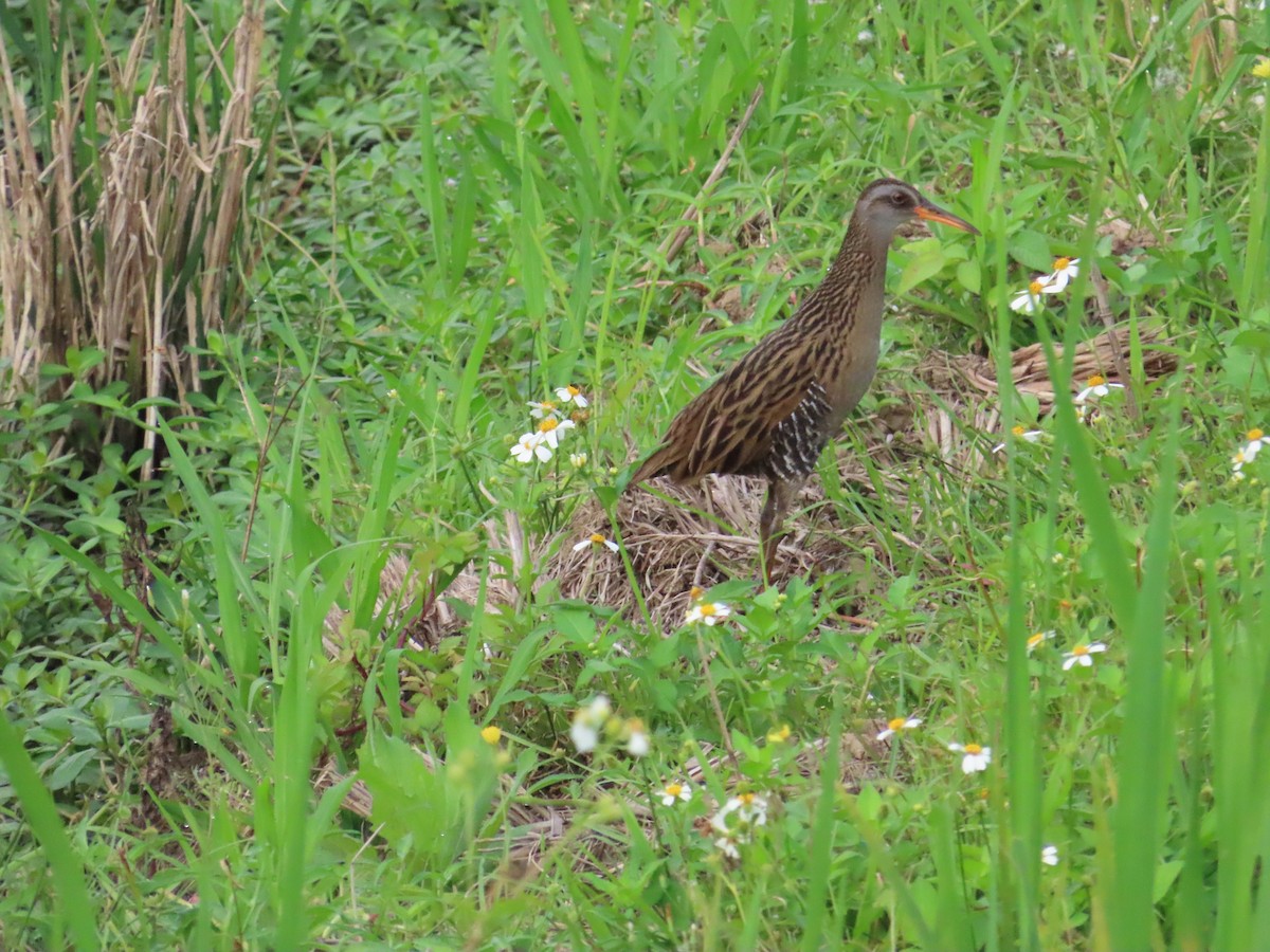 Brown-cheeked Rail - ML616886653