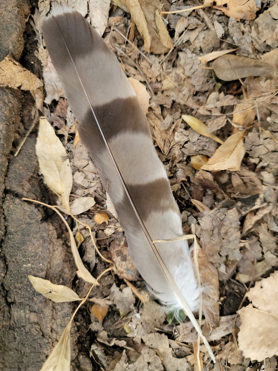 jestřáb americký - ML616886710