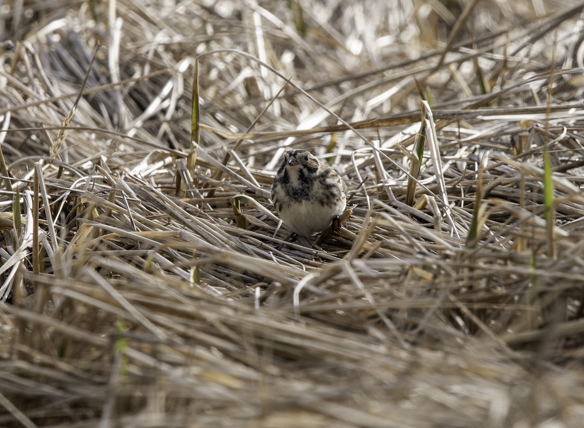 Lapland Longspur - ML616886777