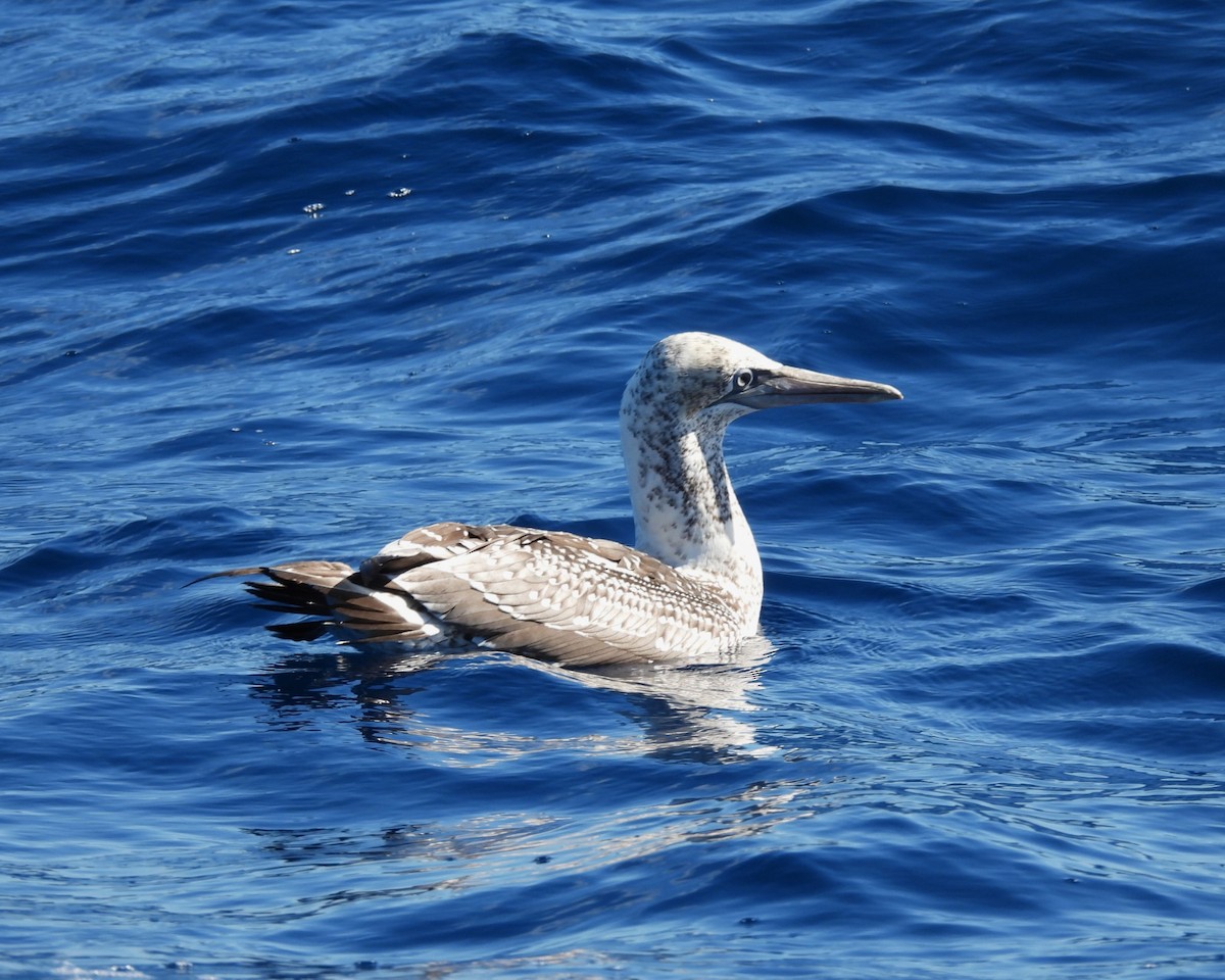Red-footed Booby - ML616886834