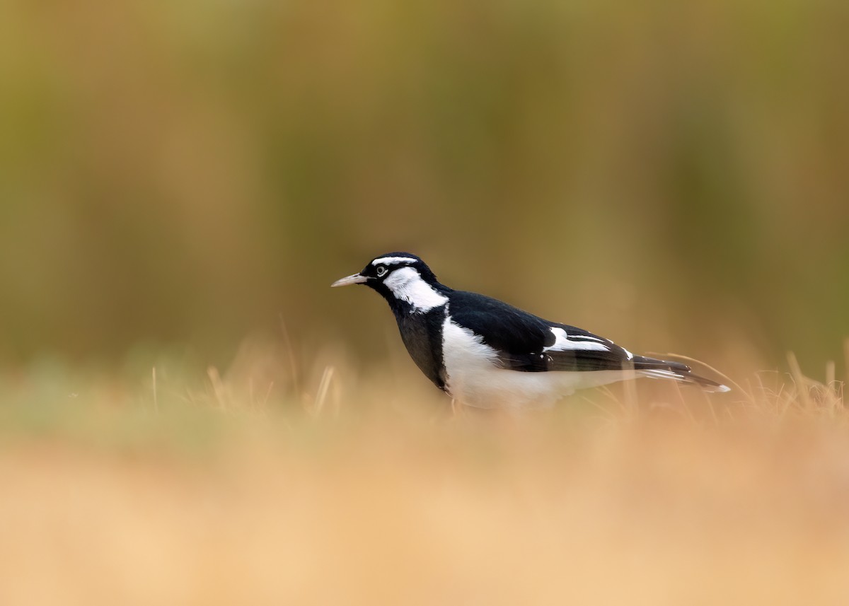 Magpie-lark - ML616886864