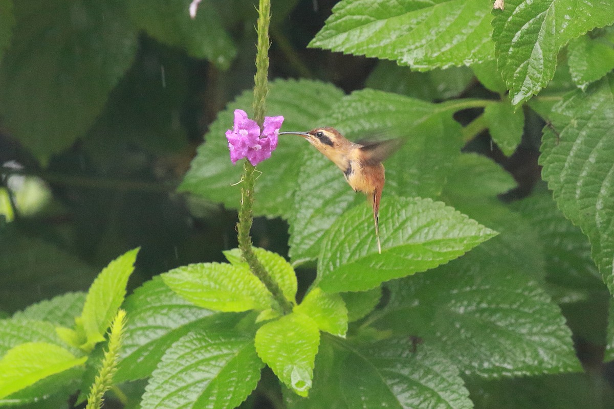 Schwanzbinden-Schattenkolibri (griseogularis/zonura) - ML616886900