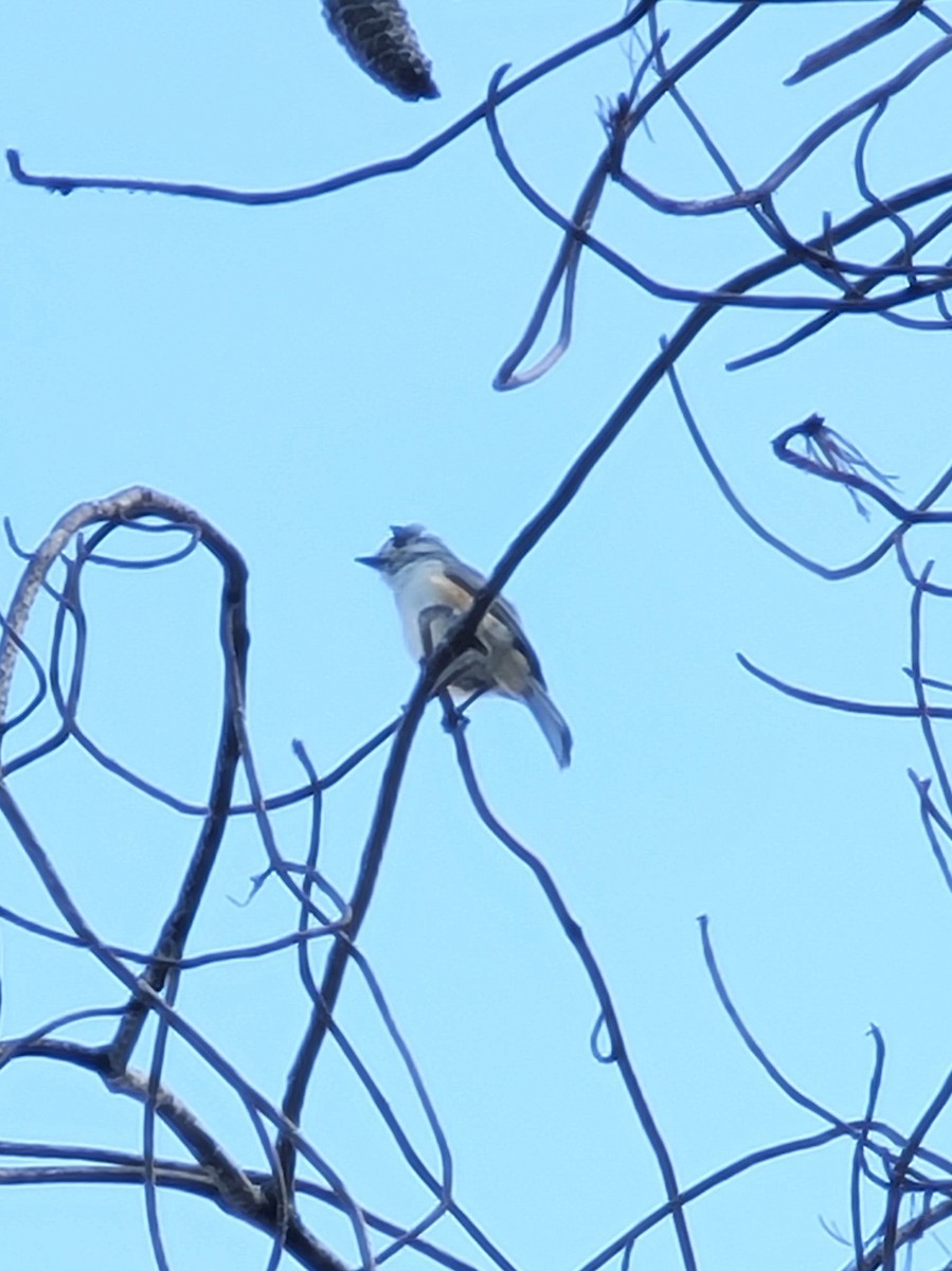 sýkora černochocholatá - ML616886911