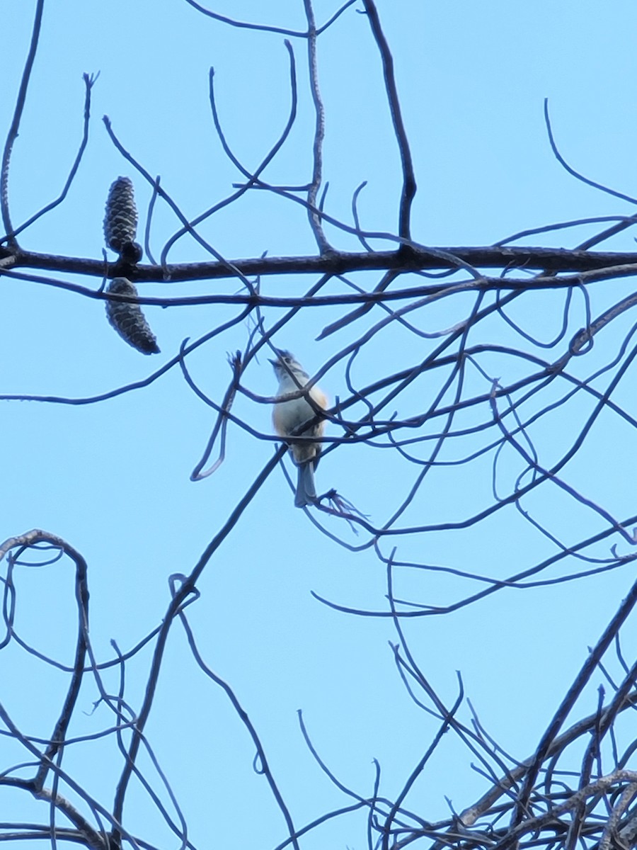 Black-crested Titmouse - ML616886937