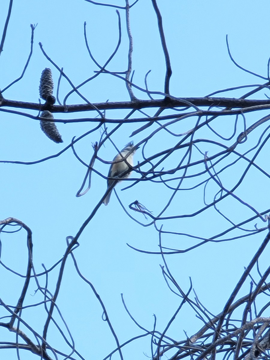 sýkora černochocholatá - ML616886943