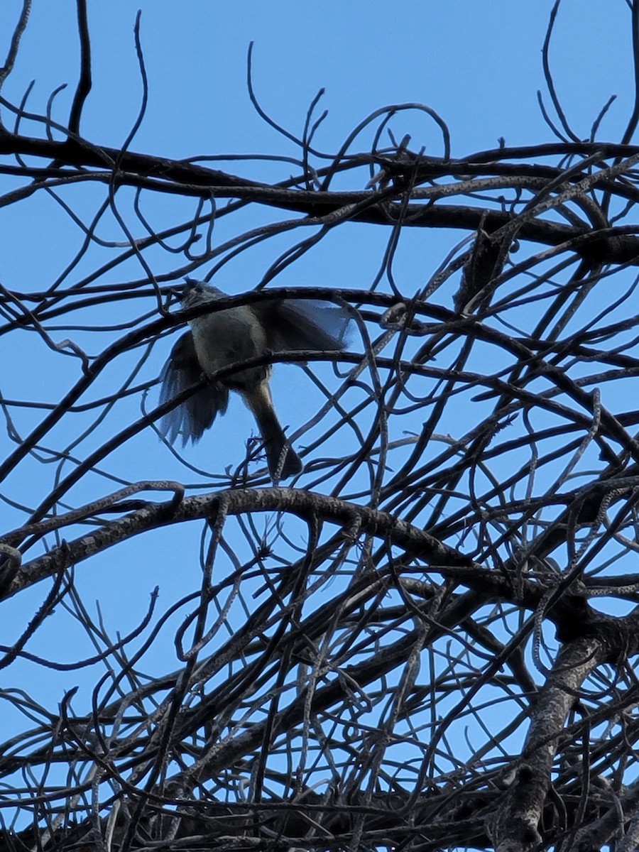 sýkora černochocholatá - ML616886950