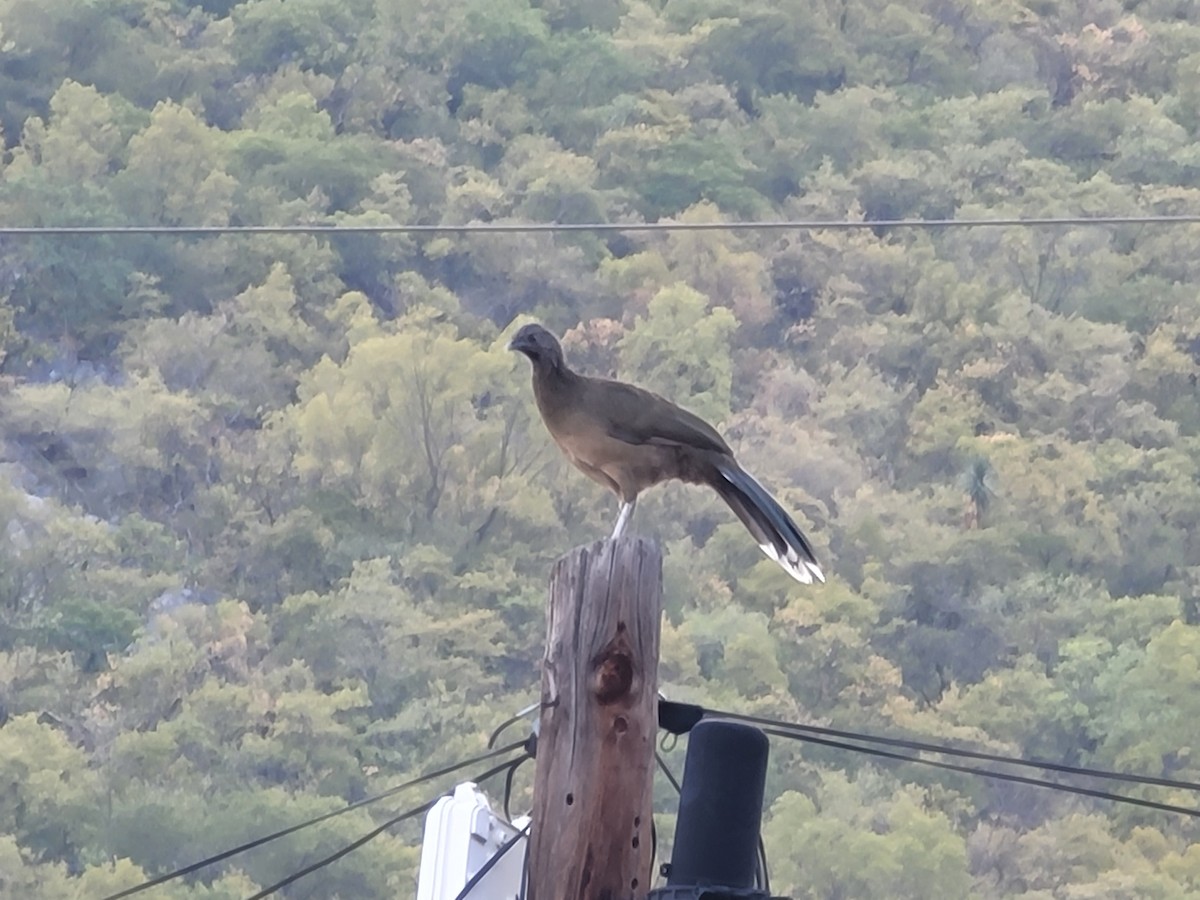 čačalaka obecná - ML616886963