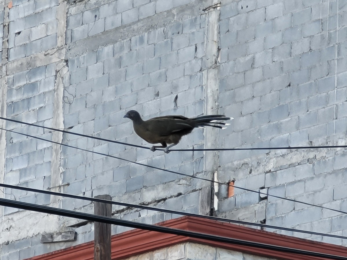 čačalaka obecná - ML616886988