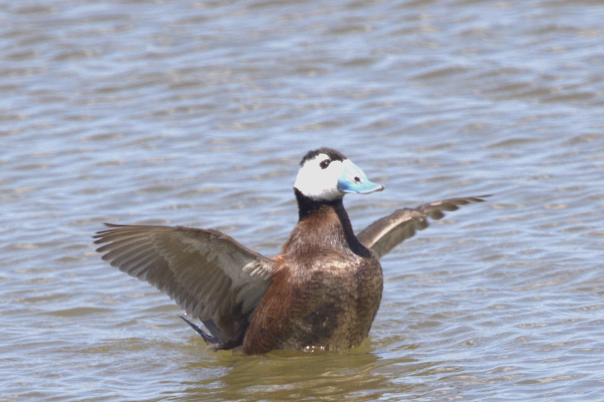 White-headed Duck - ML616887042