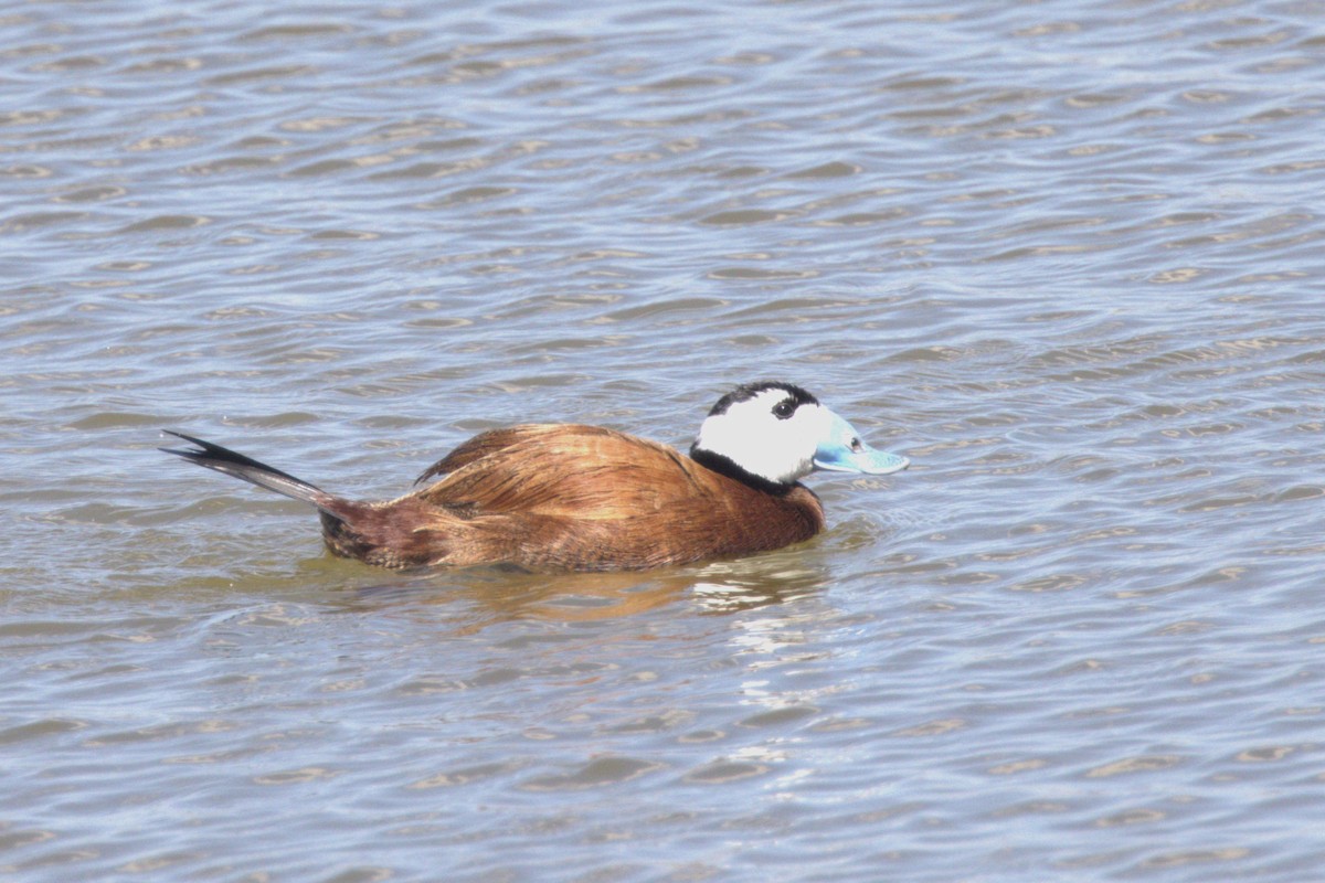 White-headed Duck - ML616887044