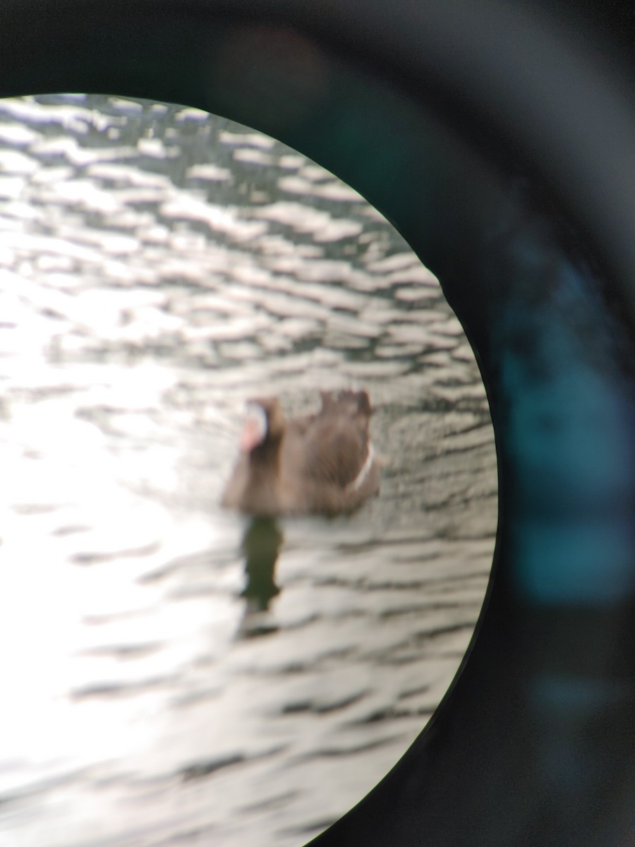 Greater White-fronted Goose - ML616887051