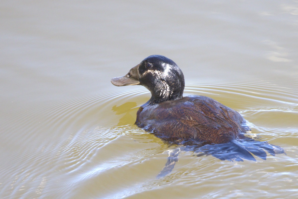 White-headed Duck - ML616887052