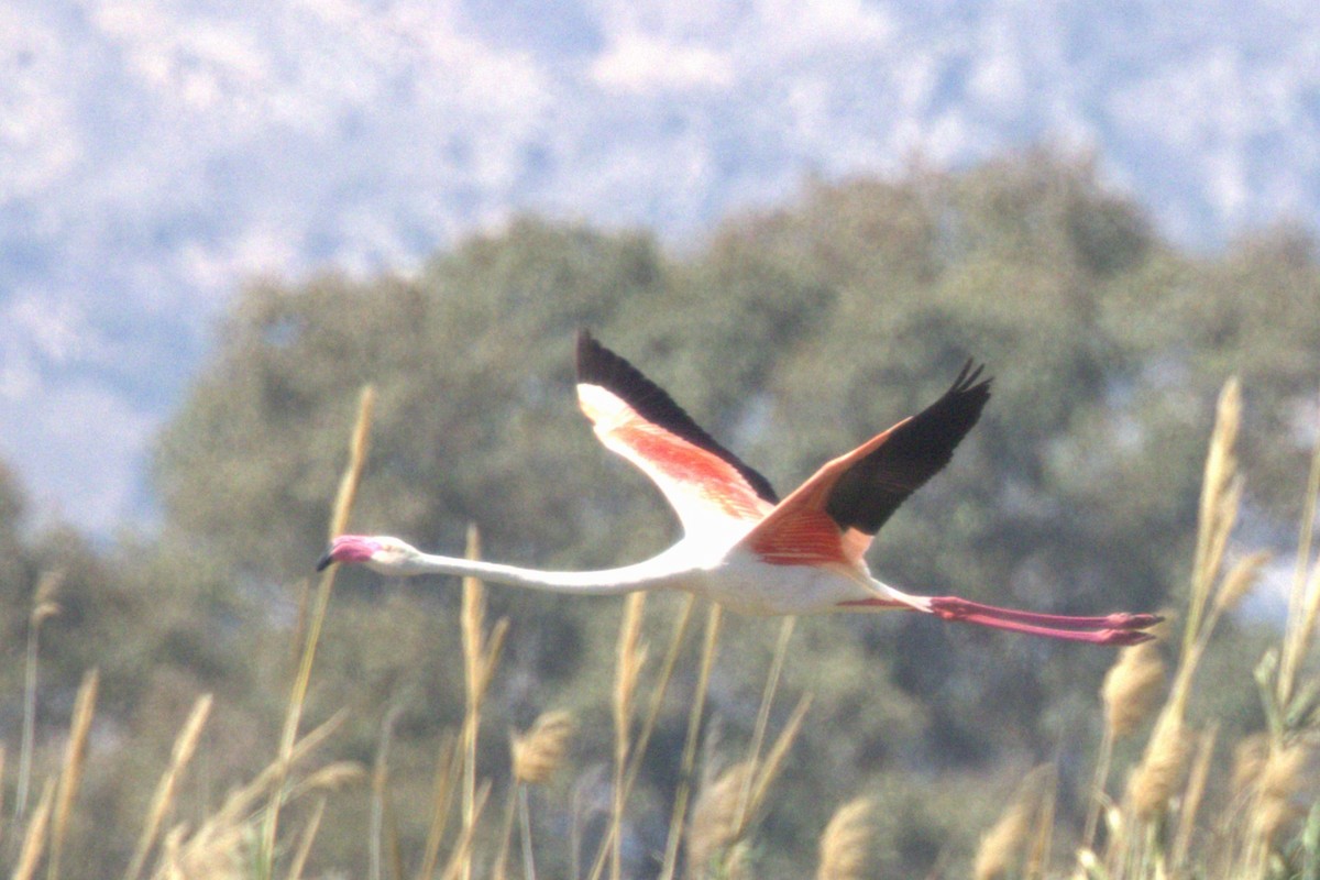 Greater Flamingo - ML616887054