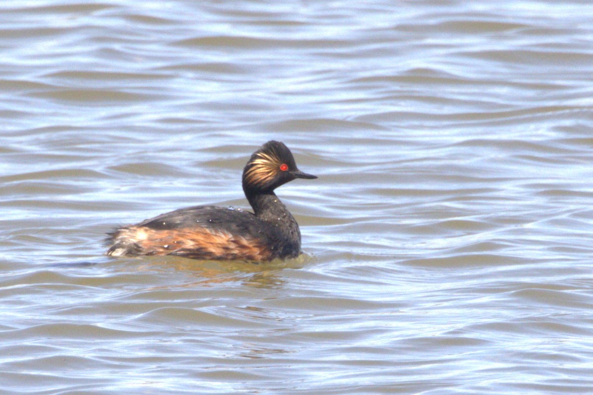 Eared Grebe - ML616887060