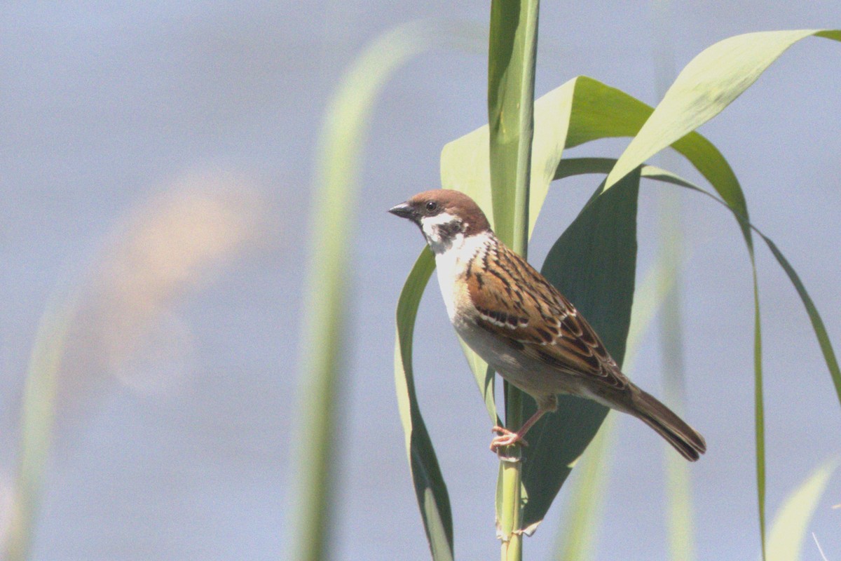 Eurasian Tree Sparrow - ML616887070