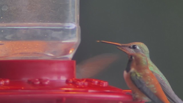 Calliope Hummingbird - ML616887072