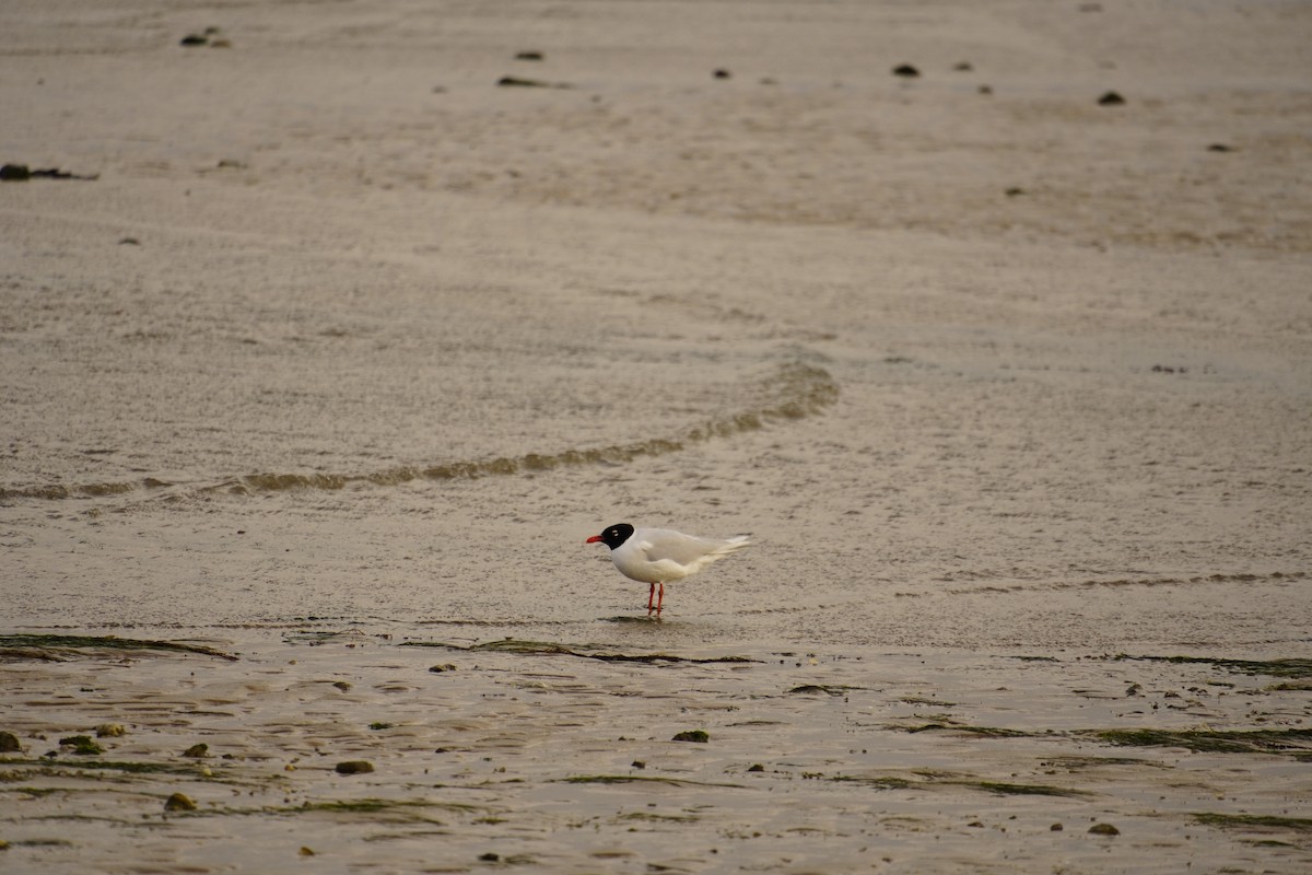 Gaviota Cabecinegra - ML616887074