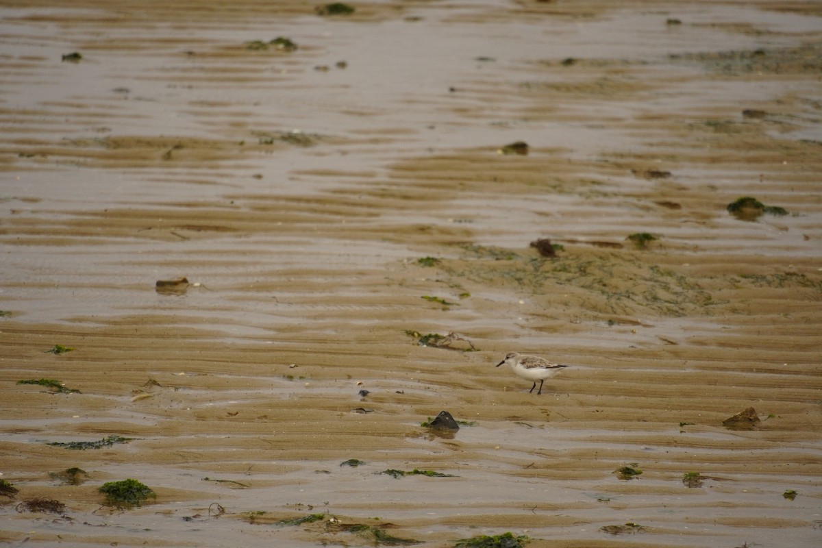 Bécasseau sanderling - ML616887089