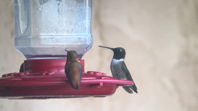 Black-chinned Hummingbird - ML616887096