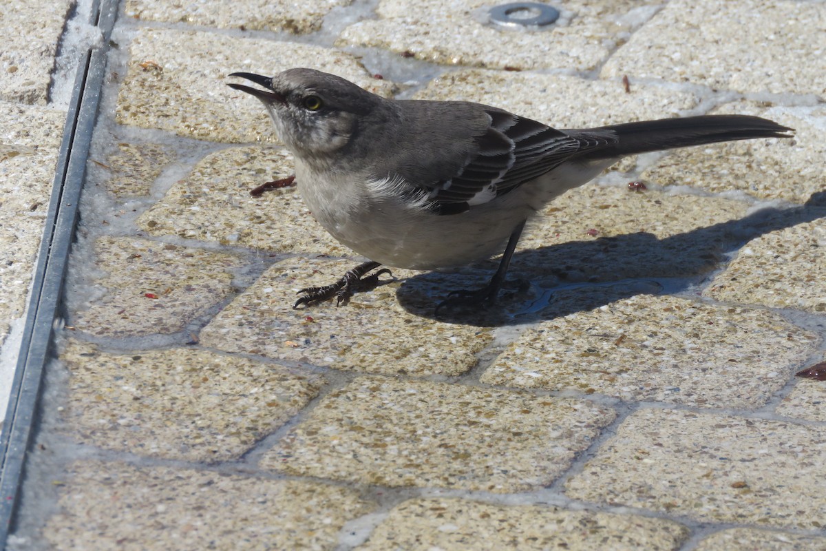 Northern Mockingbird - ML616887105