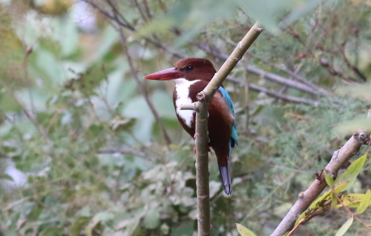 White-throated Kingfisher - ML616887125