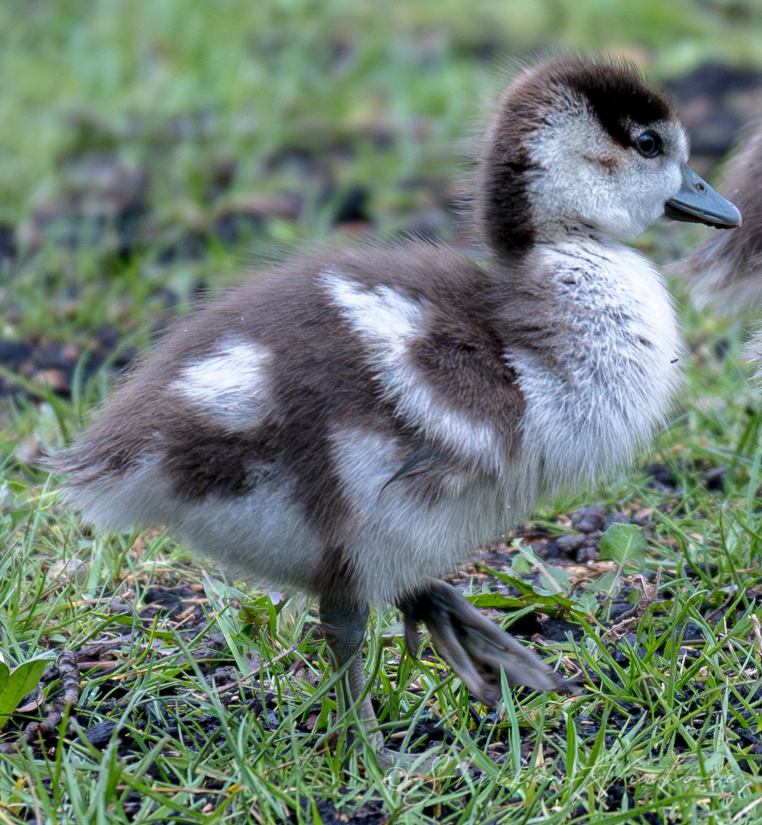 Egyptian Goose - ML616887136